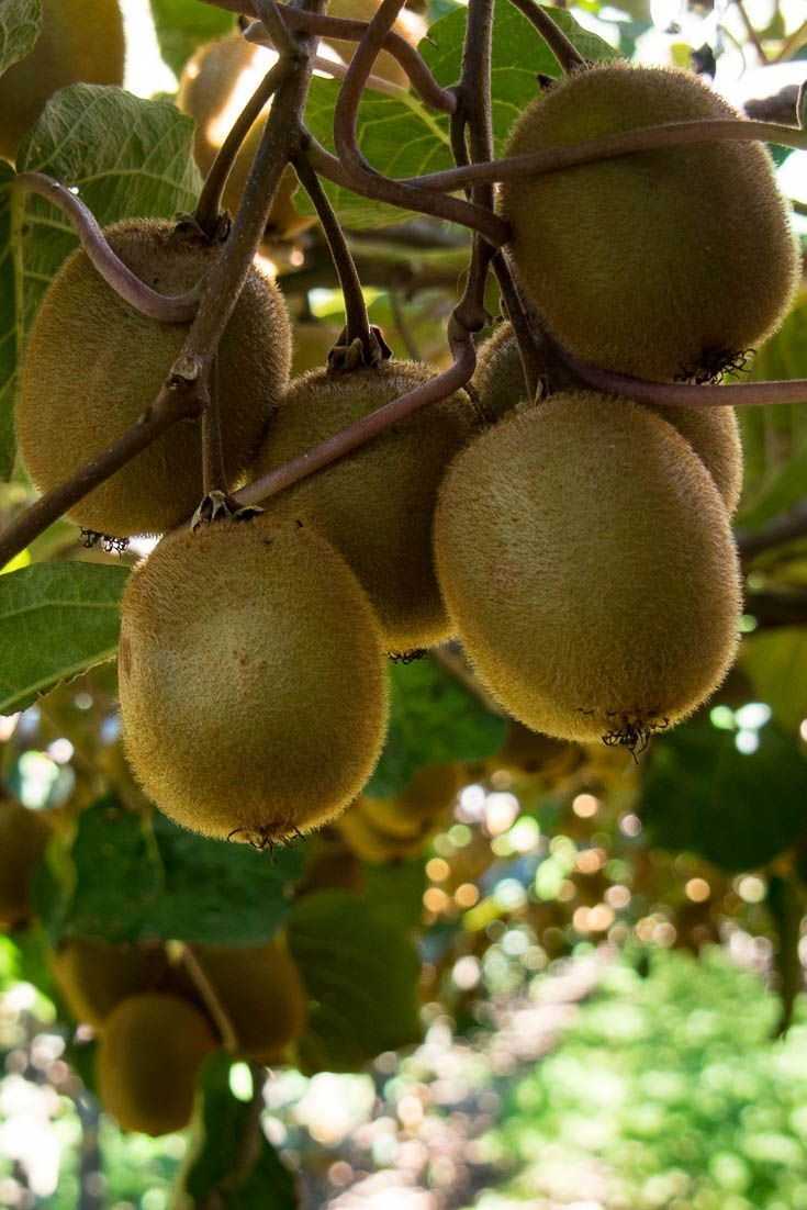 Kiwifruit - (Lahore Only)